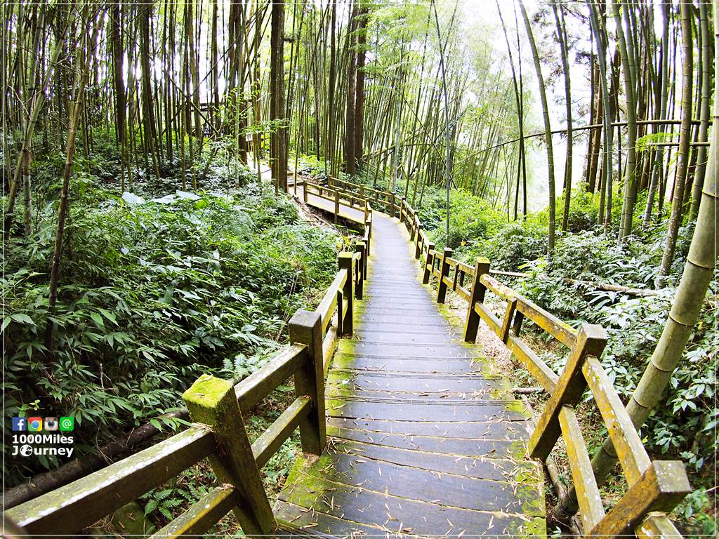 Alishan Forest Railway Taiwan All About Taiwan   