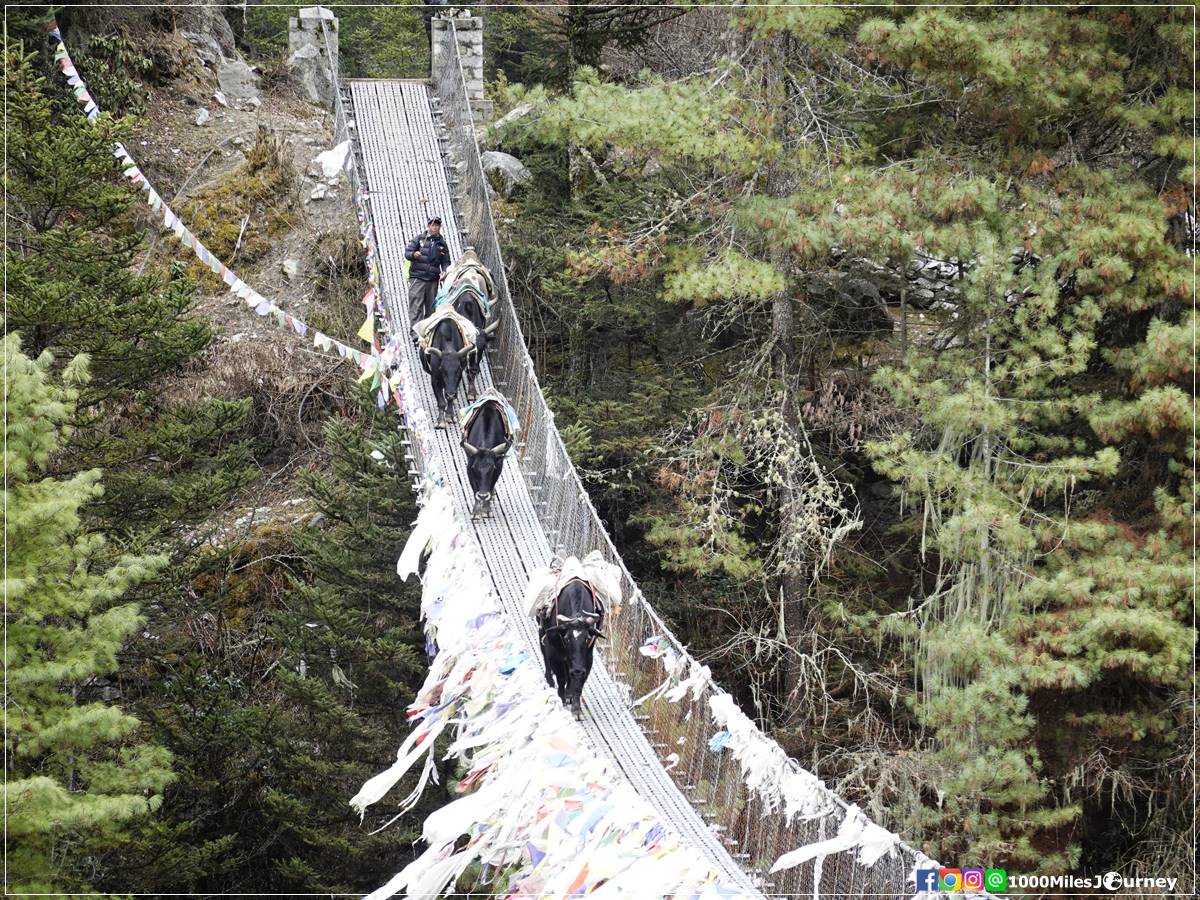 Yak on the bridge - Everest Base Camp