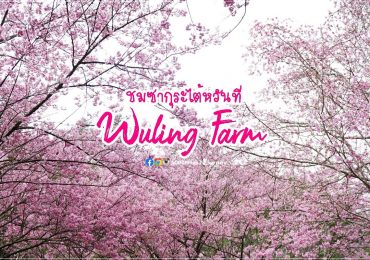 ซากุระไต้หวัน @ Wuling Farm